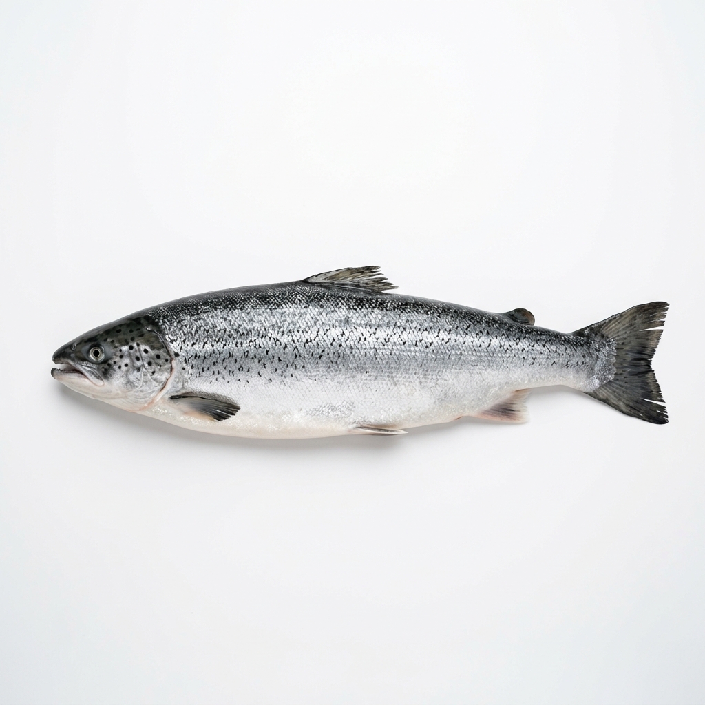 Atlantic Salmon